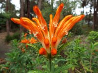 DSCF2358  Flowers in the gardens at Bear's Den, Denmark.