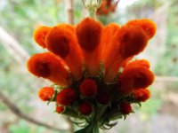 DSCF2360  Flowers in the gardens at Bear's Den, Denmark.