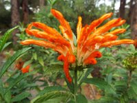 DSCF2361  Flowers in the gardens at Bear's Den, Denmark.