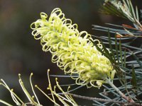 DSCF2752  Grevillea in the gardens at Bear's Den, Denmark.