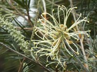 DSCF2753  Grevillea in the gardens at Bear's Den, Denmark.