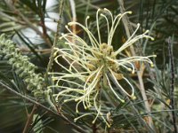DSCF2754  Grevillea in the gardens at Bear's Den, Denmark.