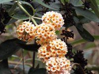 DSCF2756  Flowers in the back garden at Bear's Den, Denmark.