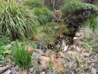 DSCF3039  The pond in the front garden at the Bear's Den, Denmark.