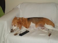 P5190551  Time for a snooze at the Bear's Den, pass the remote will you?