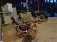 P5220672  Evening drinks with mum and dad at Bear's Den, Denmark.