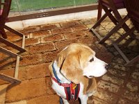 DSCF2982  Bobby out to lunch at The Lakehouse, Denmark.