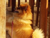 DSCF2990  Chihuahua dining at the Lake House, Denmark.