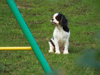 DSCF2999  What another dog found wandering around, we think they should rename this place "The Dog House".