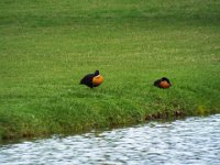 DSCF3003  The Lake House, Denmark.