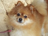 DSCF3016  Chihuahua dining at The Lakehouse, Denmark.