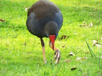 DSCF3026  The Lake House, Denmark.