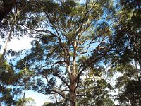 DSCF3027  Karri trees on the road leading to The Lake House, Denmark.