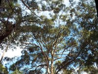 DSCF3027 pan  Karri trees on the road leading to The Lake House, Denmark.