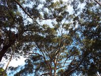 DSCF3028  Karri trees on the road leading to The Lake House, Denmark.