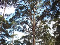 DSCF3029  Karri trees on the road leading to The Lake House, Denmark.
