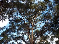 DSCF3030  Karri trees on the road leading to The Lake House, Denmark.