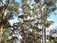 DSCF3031  Karri trees on the road leading to The Lake House, Denmark.