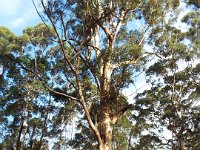 DSCF3032  Karri trees on the road leading to The Lake House, Denmark.