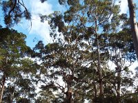 DSCF3033  Karri trees on the road leading to The Lake House, Denmark.