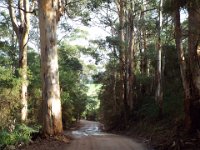 DSCF3034  Karri trees on the road leading to The Lake House, Denmark.