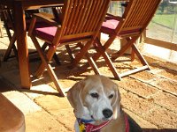 P5230689  Our gorgeous baby waiting patiently for his lunch.