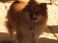 P5230691  Chihuahua dining at The Lakehouse, Denmark.