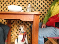 P5230692  Priceless, Bobby chills out at The Lake House, Denmark.