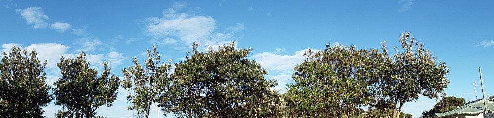 DSCF6130  Seven Banksia integrifolia 's in flower at the Torquay Foreshore Caravan Park, Torquay