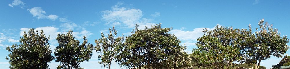 DSCF6131  Seven  Banksia integrifolia 's in flower at the Torquay Foreshore Caravan Park, Torquay