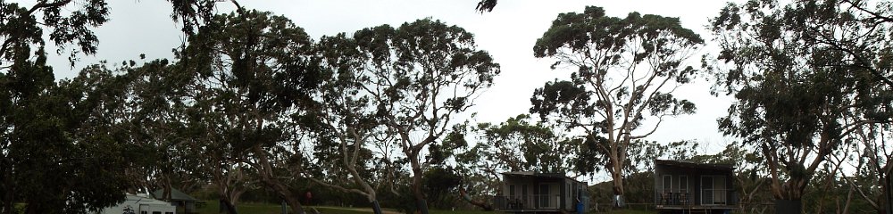 DSCF6383  Trees at Bimbi Park Camping Under Koalas, Cape Otway, Victoria.