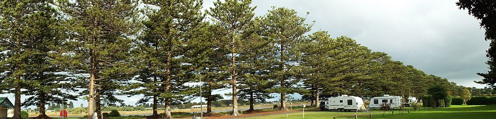 DSCF6461  Wonderful norfolk pine trees at the Gardens Caravan Park, Port Fairy. Our motor home stop for two nights.