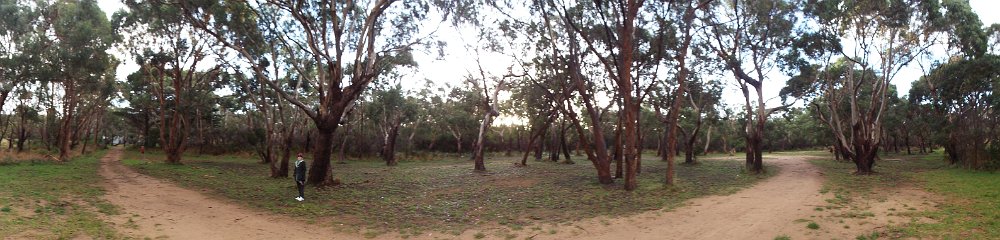 DSCF6389  Sam takes a stroll in the Bimbi Park Camping Under Koalas, Cape Otway, Victoria.