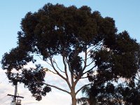 DSCF6075  Enormous gum trees outside the Big 4 Melbourne Caravan Park in Coburg, Melbourne.