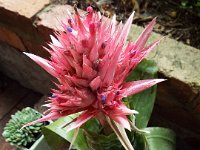DSCF6082  Angela and Elery's flowering bromeliad.