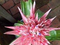 DSCF6084  Angela and Elery's flowering bromeliad.