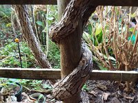 DSCF6085  Angela and Elery's kiwi fruit vine in their back garden.