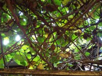 DSCF6087  Angela and Elery's kiwi fruit vine in their back garden.