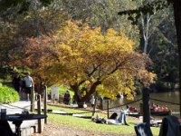 DSCF6104  Studley Park, Melbourne.