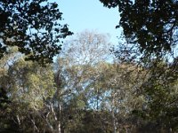 DSCF6106  Studley Park, Melbourne.