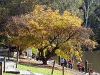 DSCF6109  Studley Park, Melbourne.