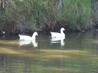 DSCF6110  Studley Park, Melbourne.