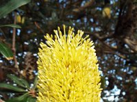 DSCF6115   Banksia integrifolia  in flower at the Torquay Foreshore Caravan Park, Torquay