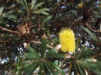 DSCF6116   Banksia integrifolia  in flower at the Torquay Foreshore Caravan Park, Torquay