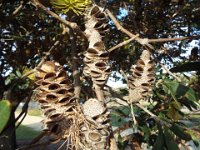 DSCF6117   Banksia integrifolia  cones at the Torquay Foreshore Caravan Park, Torquay