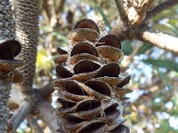 DSCF6119   Banksia integrifolia  cone at the Torquay Foreshore Caravan Park, Torquay