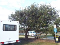 DSCF6121  Our motorhome at the Torquay Foreshore Caravan Park, Torquay next to a large tree of  Banksia integrifolia