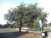 DSCF6122   Banksia integrifolia  tree at the Torquay Foreshore Caravan Park, Torquay.