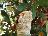 DSCF6124   Banksia integrifolia  cone at the Torquay Foreshore Caravan Park, Torquay