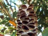 DSCF6125   Banksia integrifolia  cone at the Torquay Foreshore Caravan Park, Torquay
